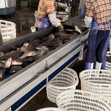 Tilapia Unloading