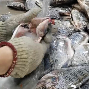 Tilapia assembly line