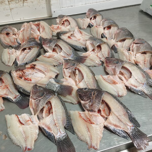 Tilapia fillet inspection