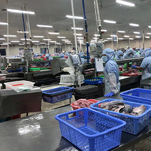 Tilapia assembly line