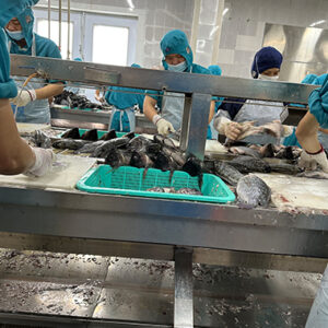 Tilapia assembly line