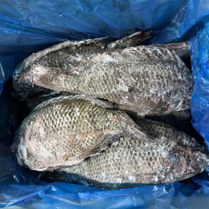 Frozen Tilapia