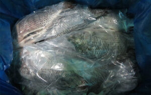 Tilapia Scaled​