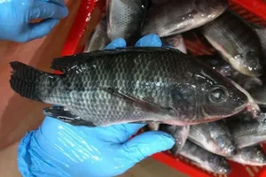 whole tilapia