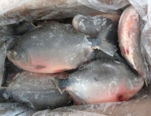 Frozen Red pacu/Red pomfret