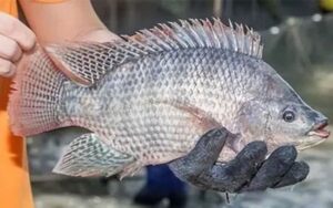 Nile Tilapia