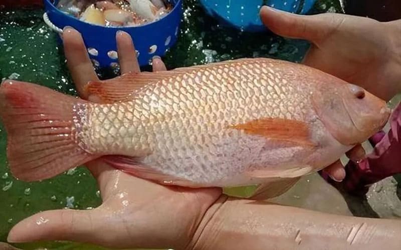 Red Tilapia