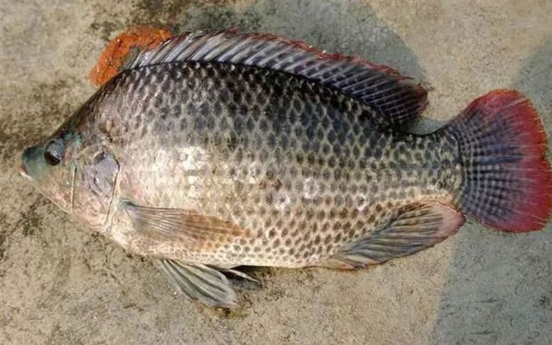 Red Tilapia