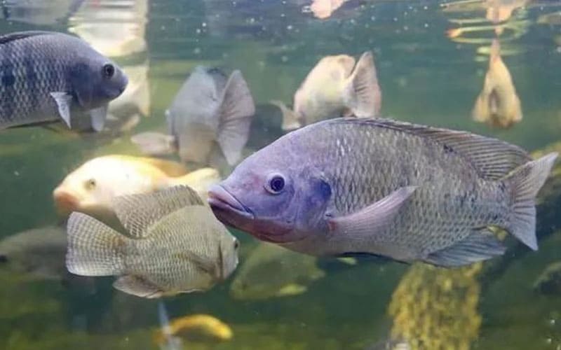 Tilapia Species Comparison