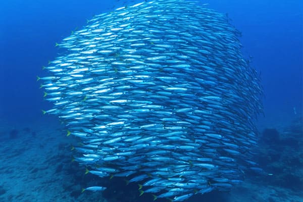 Where Do Mackerel Live?