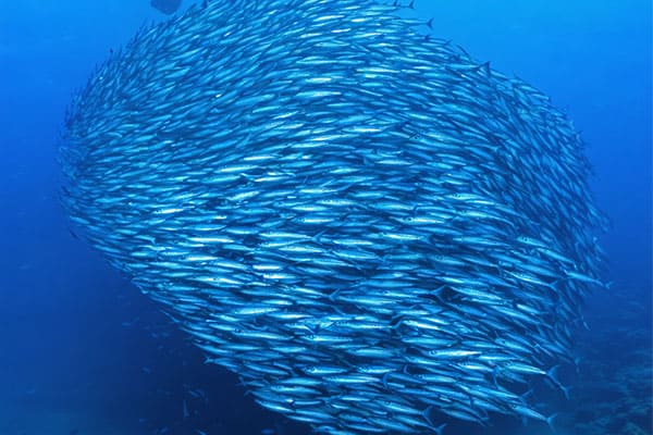 Where Mackerel Thrive