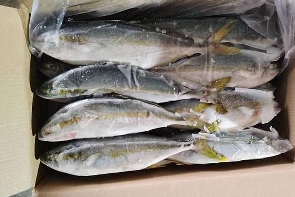 How Big Do Yellowtail Get?