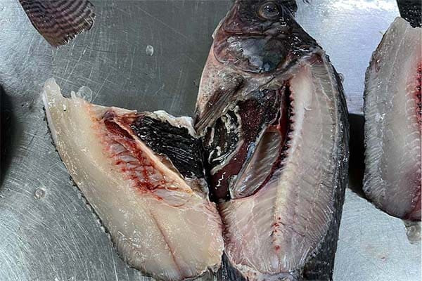 How Long is Tilapia Good for in the Freezer: Ultimate Storage Guide