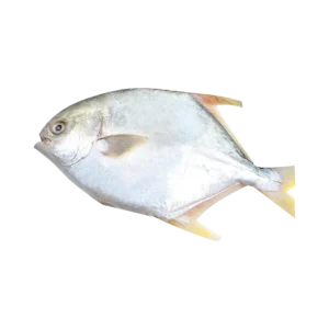 appearance picture of golden pomfret