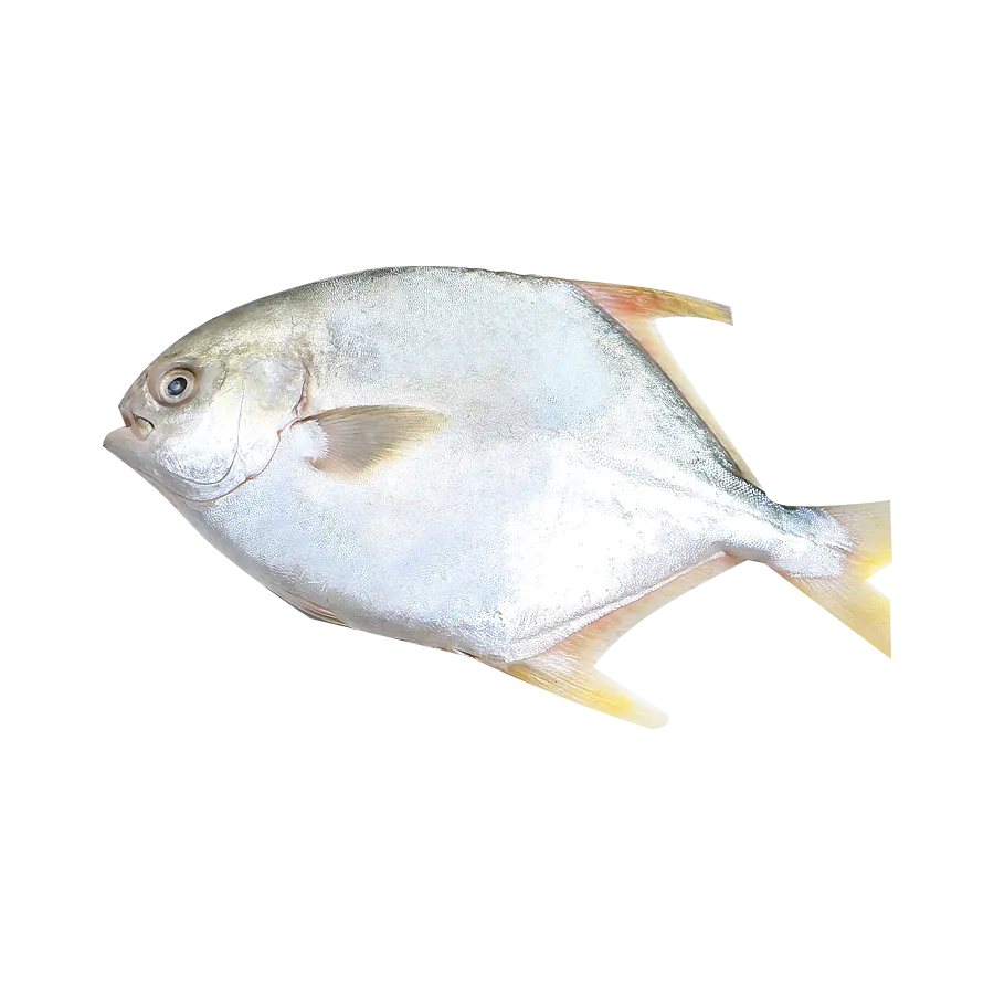 appearance picture of golden pomfret