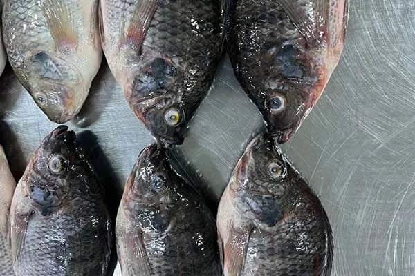 High quality tilapia eyes