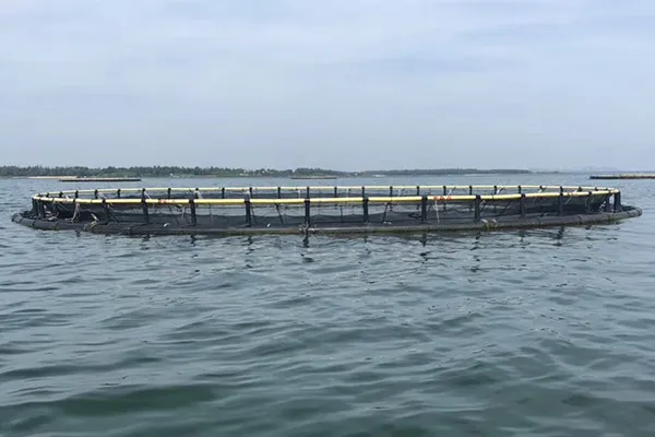pompano farming