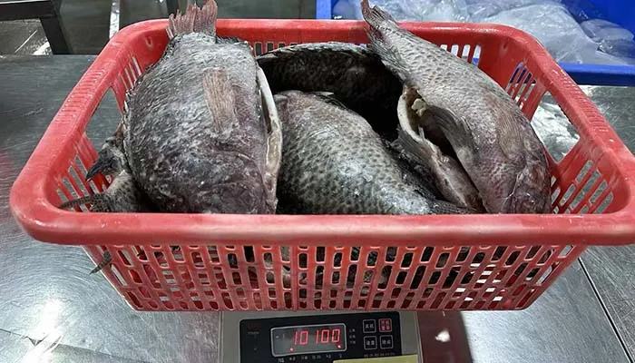10kg tilapia gutted