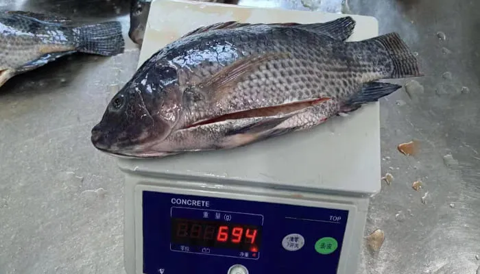 500 800g frozen tilapia