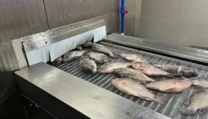Glazing is a method of preserving fish by forming a protective layer of ice.