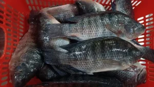 frozen tilapia halal certified wholesaler