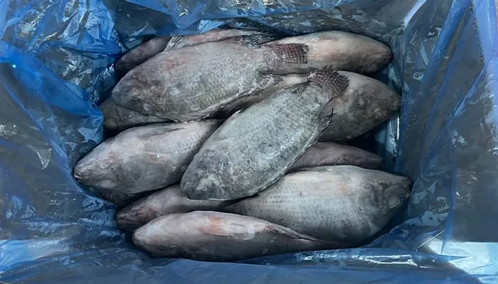 Choosing between fresh and frozen tilapia depends on your priorities, but frozen tilapia is often superior in quality and value.