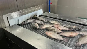 iqf tilapia