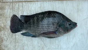 tilapia fish kosher