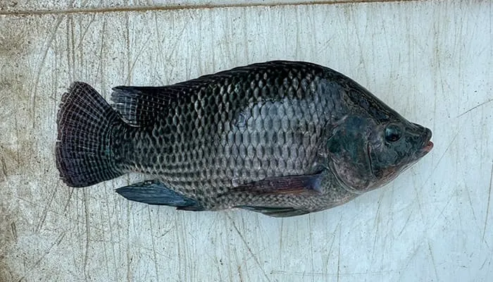 tilapia fish kosher