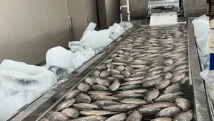 tilapia fish on glazing