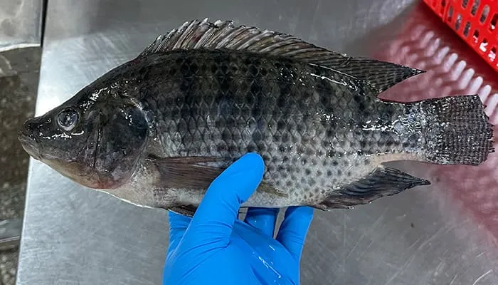 tilapia nutrition facts