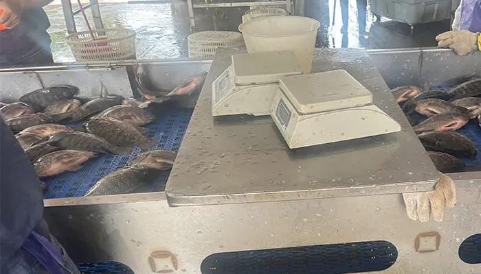 tilapia size manual sorting