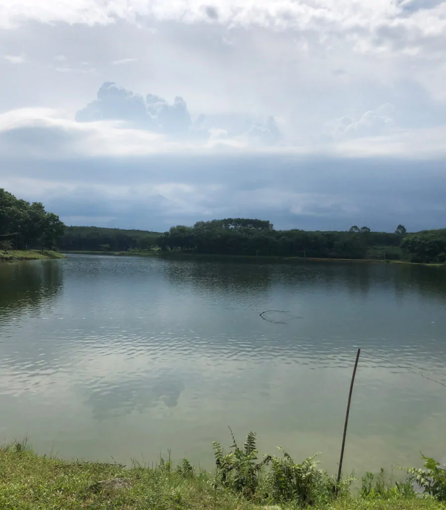 Tilapia fish farming ponds
