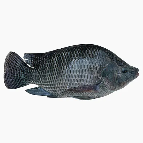 Tilapia Fish
