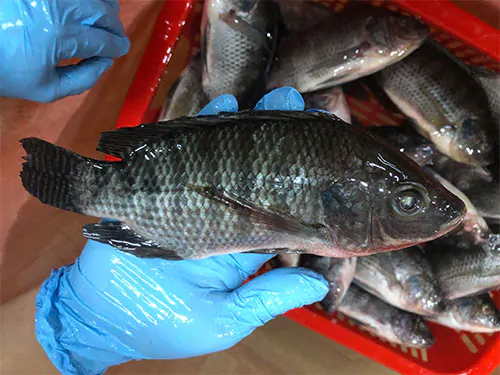 Tilapia vs Salmon: Differences