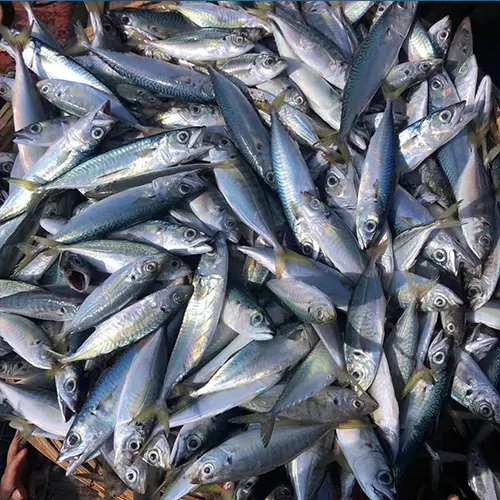 Identifying Mackerel by Appearance