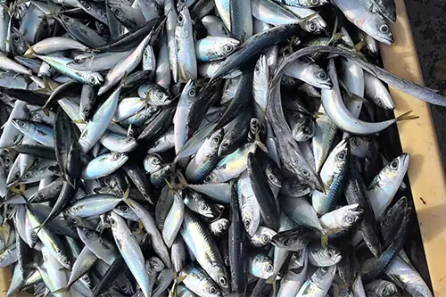 Major Types of Mackerel