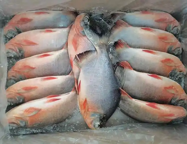 yanghuafishery Quality