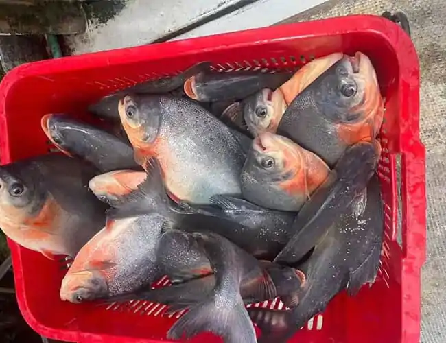 How Big Do Red Belly Pacu Get?