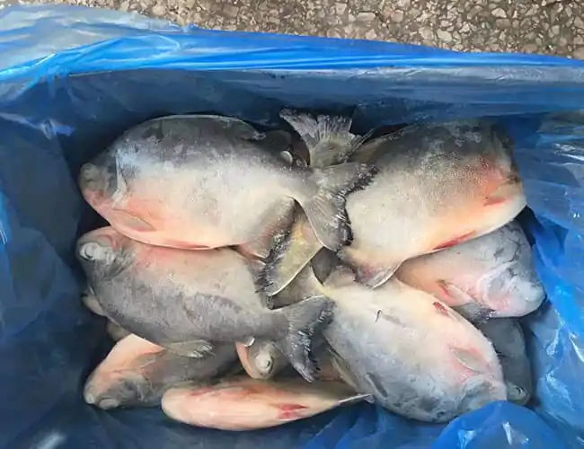 Large Red Belly Pacu