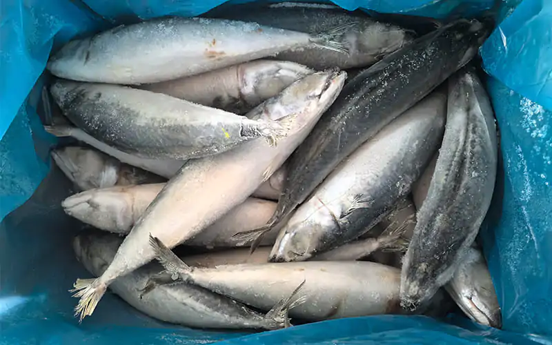 Choosing the Right Mackerel Type