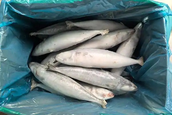 Is Frozen Mackerel Healthy?