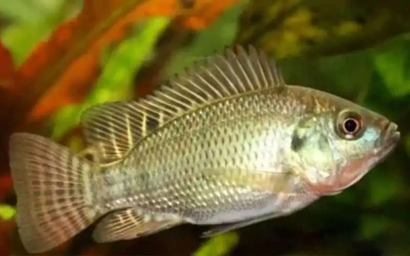 Tilapia Species Comparison