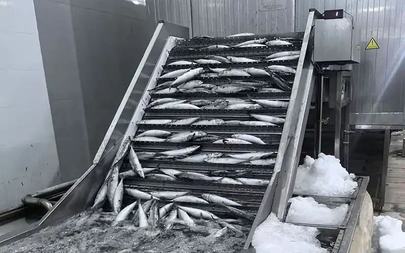 How Many Types of Mackerel Fish Are There?