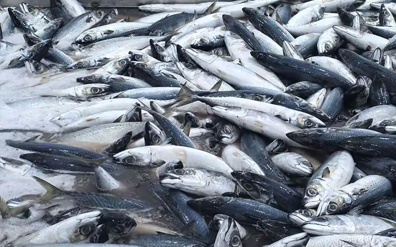 Mackerel and Water Temperature