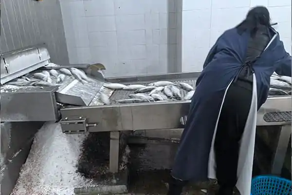 Frozen Mackerel Quality