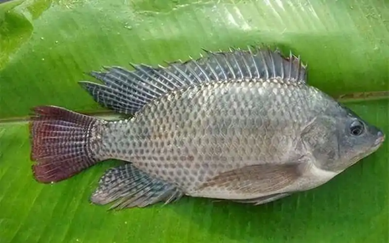 Zanzibar Tilapia