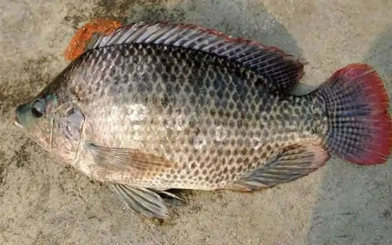Red Tilapia