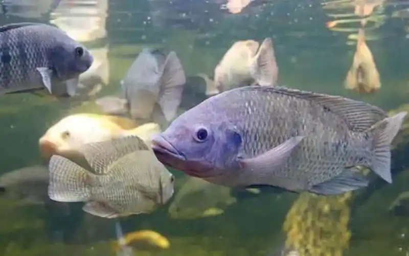 Tilapia Species Comparison
