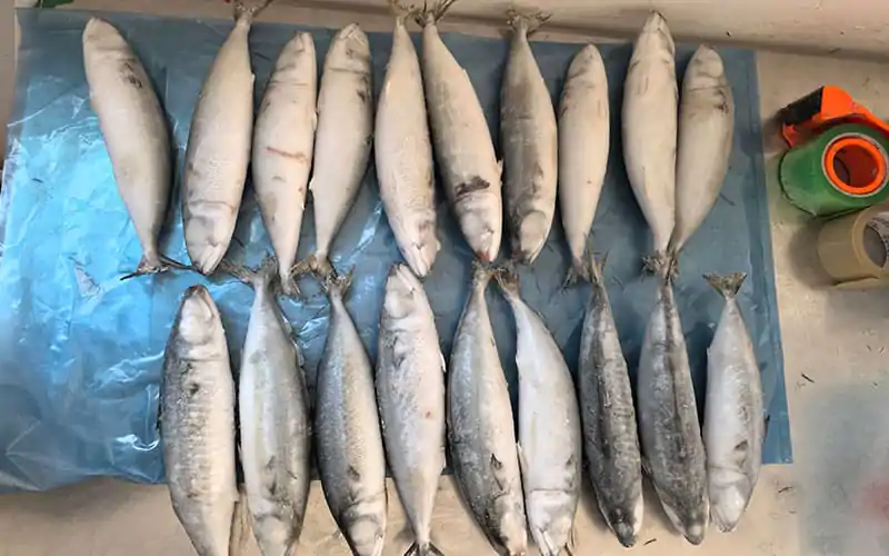 Frozen mackerel Frozen mackerel